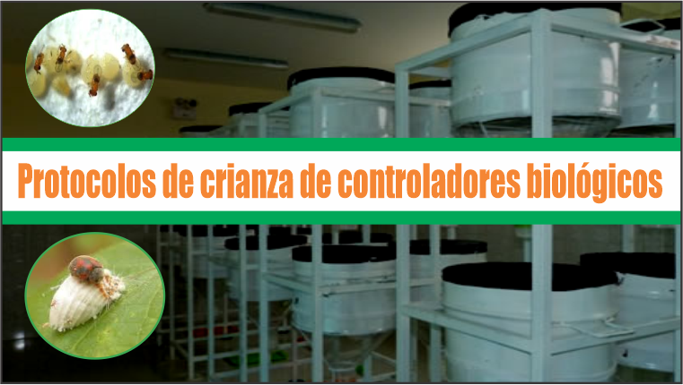Protocolos de crianza de controladores biológicos