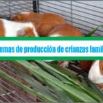 Proyecto sistemas de producción de crianzas familiares – Tomo II