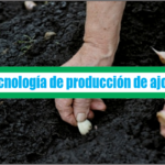 Tecnología de producción de ajo