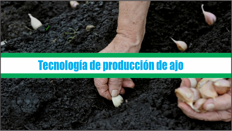 Tecnología de producción de ajo