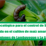 Manejo ecológico para el control de Spodoptera frugiperda en el cultivo de maíz amarillo duro en las regiones de Lambayeque y La Libertad