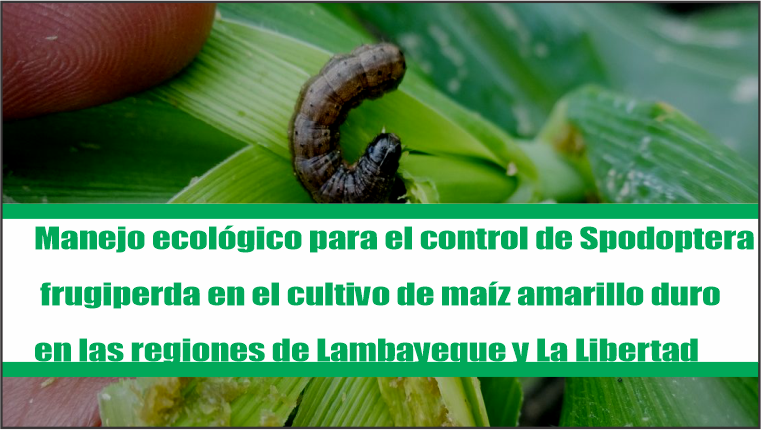 Manejo ecológico para el control de Spodoptera frugiperda en el cultivo de maíz amarillo duro en las regiones de Lambayeque y La Libertad