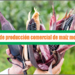 Guía de producción comercial de maíz morado