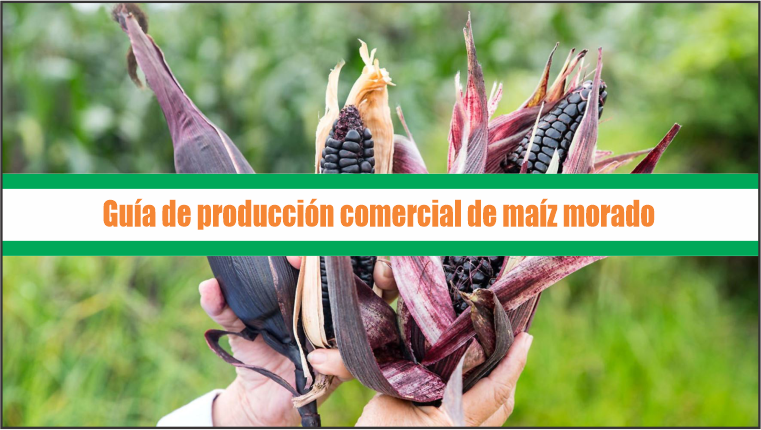 Guía de producción comercial de maíz morado