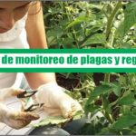 Guía de monitoreo de plagas y registros