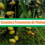Manejo de cosecha y poscosecha de pitahaya amarilla