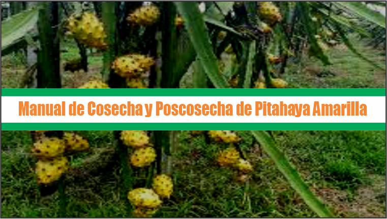 Manejo de cosecha y poscosecha de pitahaya amarilla
