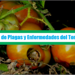 Guía de Plagas y Enfermedades del Tomate