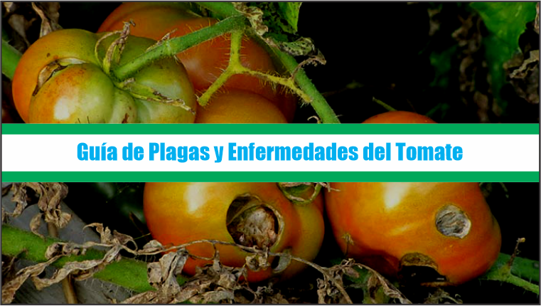 Guía de Plagas y Enfermedades del Tomate