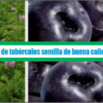 Producción de tubérculos semillas de buena calidad de papa