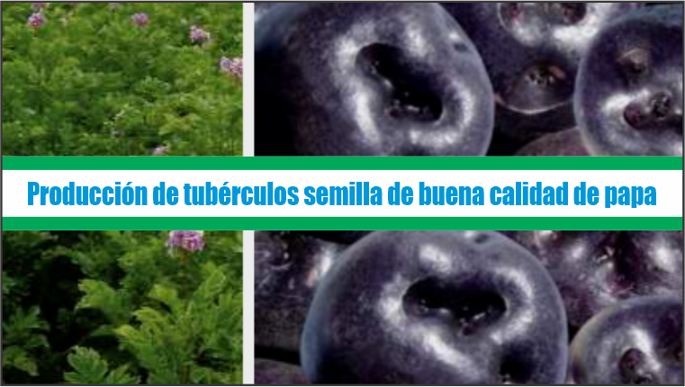 Producción de tubérculos semillas de buena calidad de papa