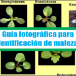 Guia fotografica para identificacion de malezas