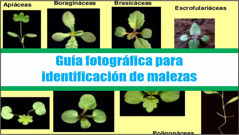 Guia fotografica para identificacion de malezas
