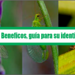 Guía para su Identificación Insectos Benéficos