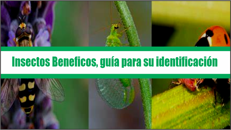 Guía para su Identificación Insectos Benéficos