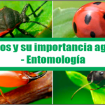 Insectos y su importancia agrícola – Entomología