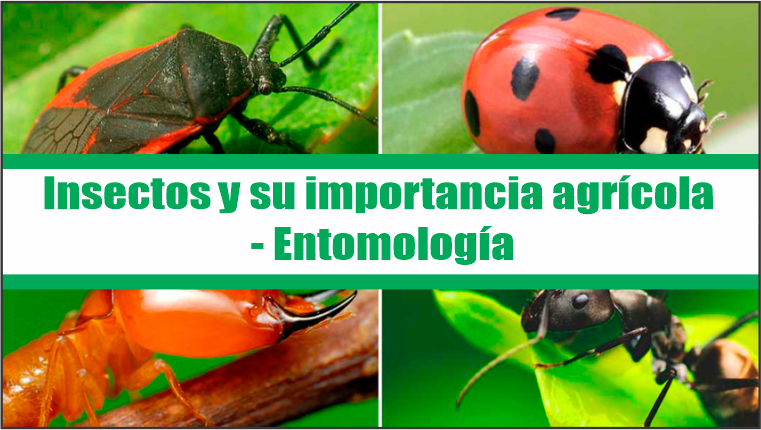 Insectos y su importancia agrícola – Entomología