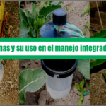 Las feromonas y sus usos en el manejo  integrado de plagas