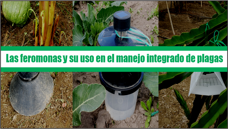 Las feromonas y sus usos en el manejo  integrado de plagas