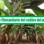Manejo fitosanitario del  cultivo del plátano