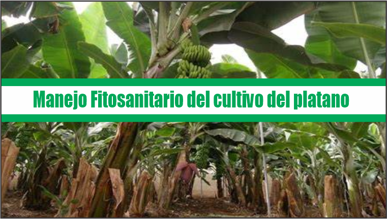 Manejo fitosanitario del  cultivo del plátano