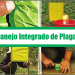 Manejo integrado de plagas