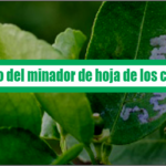 El Minador de La Hoja de los Cítricos