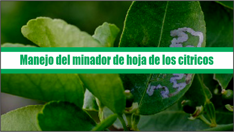 El Minador de La Hoja de los Cítricos