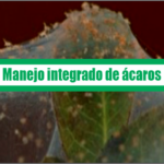 Manejo integrado de ácaros