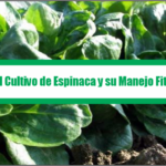 Manual del Cultivo de Espinaca y su Manejo Fitosanitario