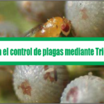 Manual para el control de plagas mediante Trichogramma
