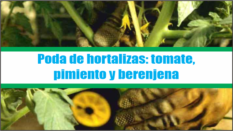 Poda de hortalizas en invernadero
