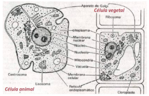 celula