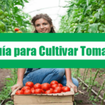 Guía para Cultivar Tomate