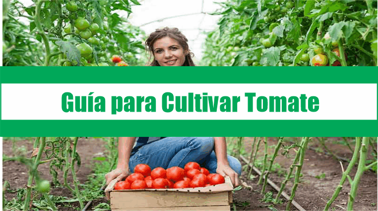 Guía para Cultivar Tomate