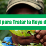 Manual para Tratar la Roya del Café