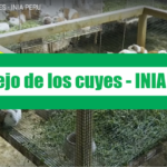 MANEJO DE LOS CUYES