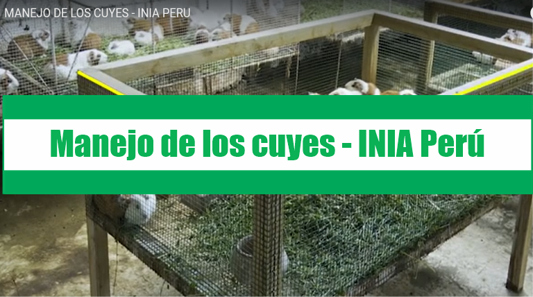 MANEJO DE LOS CUYES
