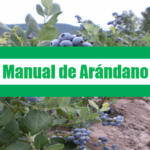 Manual de Arándano