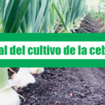 Manual del cultivo de la cebolla