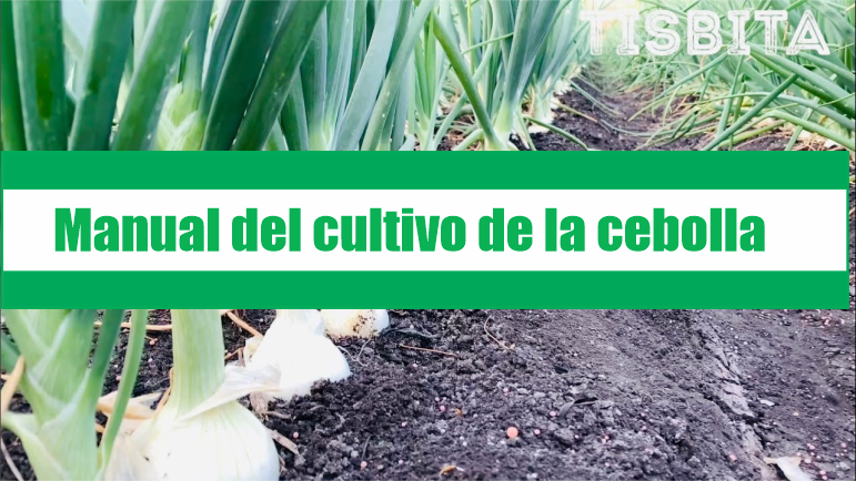 Manual del cultivo de la cebolla