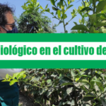 EVALUACIÓN DE PLAGAS, FAUNABENEFICA Y USOS DE CONTROLBIOLOGICO EN EL CULTIVO DE CITRÍCOS