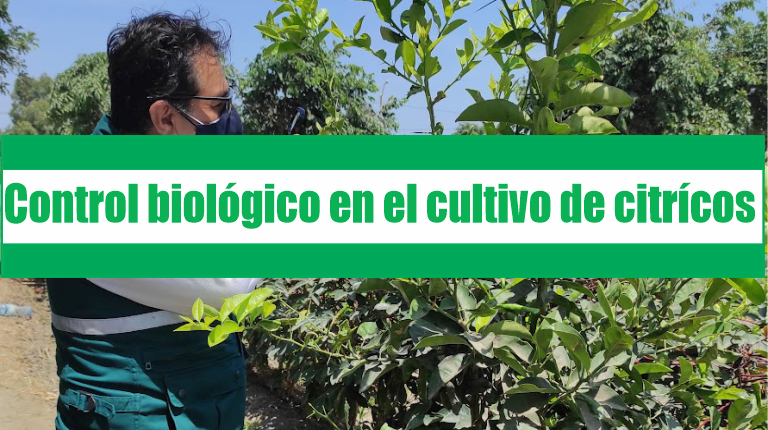 EVALUACIÓN DE PLAGAS, FAUNABENEFICA Y USOS DE CONTROLBIOLOGICO EN EL CULTIVO DE CITRÍCOS