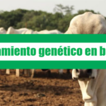Mejoramiento genético en bovinos