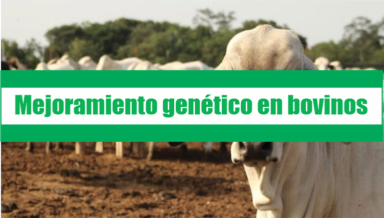 Mejoramiento genético en bovinos