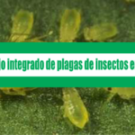 Guía: Manejo integrado de plagas de insectos en hortalizas