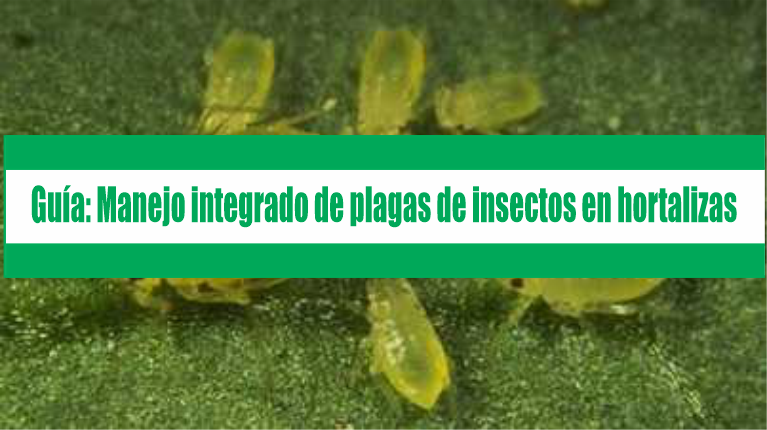 Guía: Manejo integrado de plagas de insectos en hortalizas
