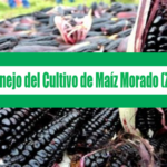 Guía de Manejo del Cultivo de Maiz Morado (Zea mays L.)