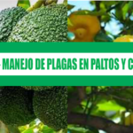 LIBRO – MANEJO DE PLAGAS EN PALTOS Y CÍTRICOS