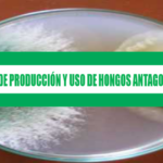 MANUAL DE PRODUCCIÓN Y USO DE HONGOS ANTAGONISTAS